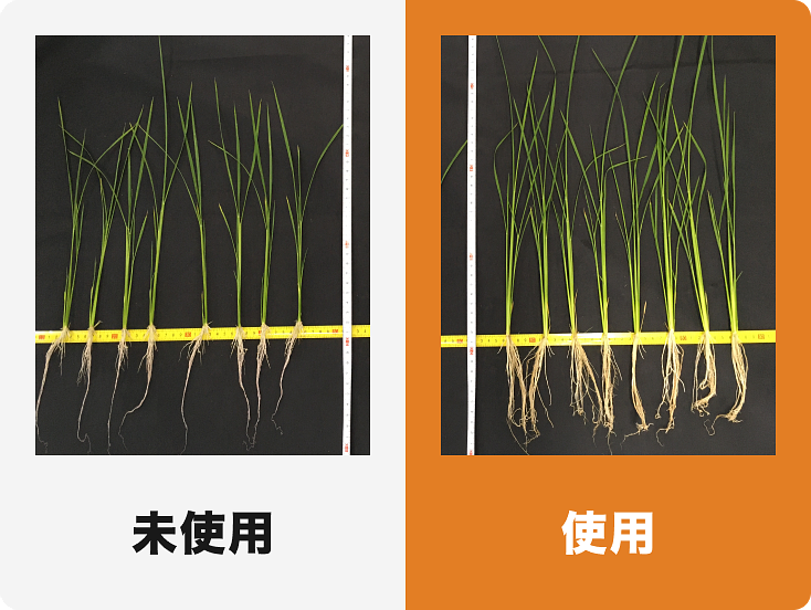 イネ